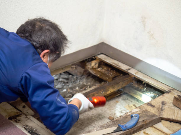 Why You Should Choose Our Mold Remediation Services in Denmark, SC